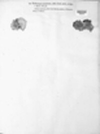 Dermatocarpon miniatum image